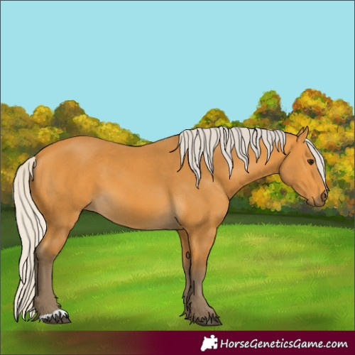 Horse Color:Unknown 
