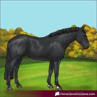 Horse Color:Black 