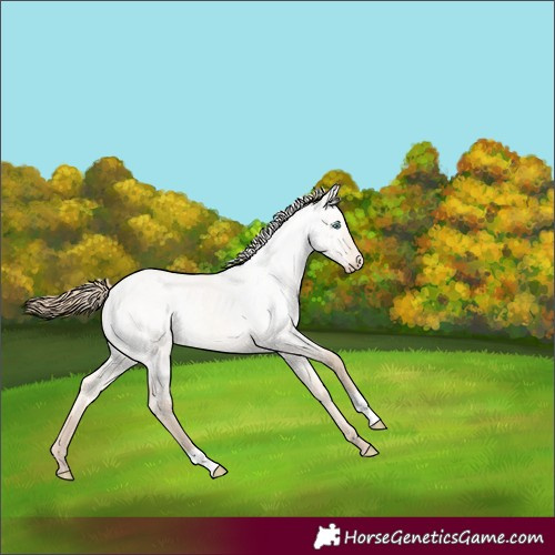 Horse Color:Perlino Roan Dun Rabicano