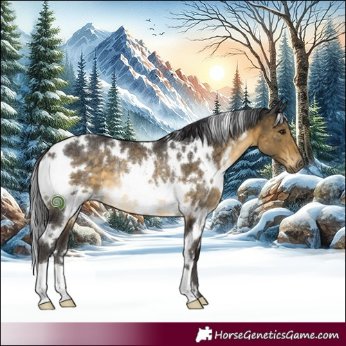 Horse Color:White Spotted Buckskin Rabicano