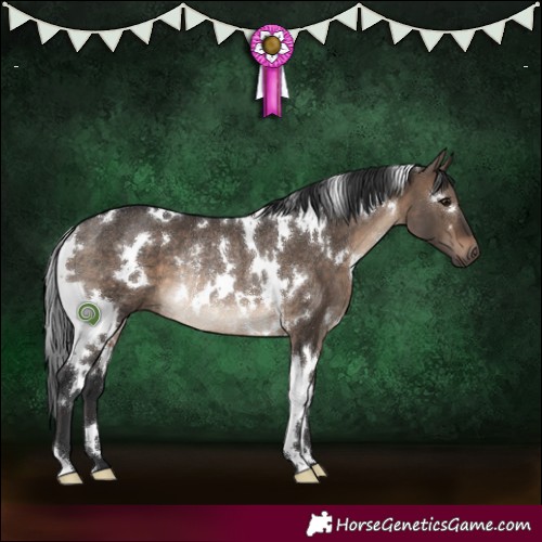 Horse Color:White Spotted Brown Dun Rabicano 