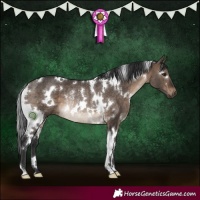 Horse Color:White Spotted Brown Dun Rabicano