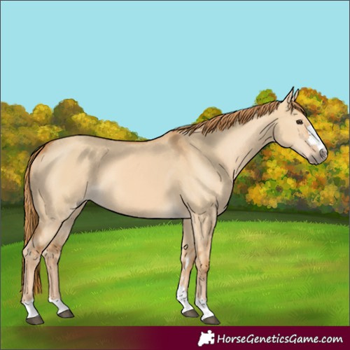Horse Color:Red Dun 