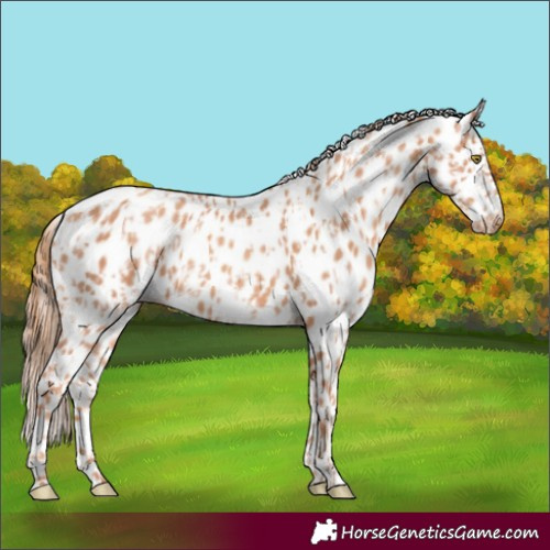 Horse Color:Gold Champagne Appaloosa  and Gold Champagne Appaloosa 