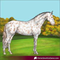 Horse Color:Gold Champagne Leopard  and Gold Champagne Leopard 