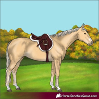 Horse Color:Palomino