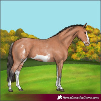 Horse Color:White Spotted Bay Sabino Frame