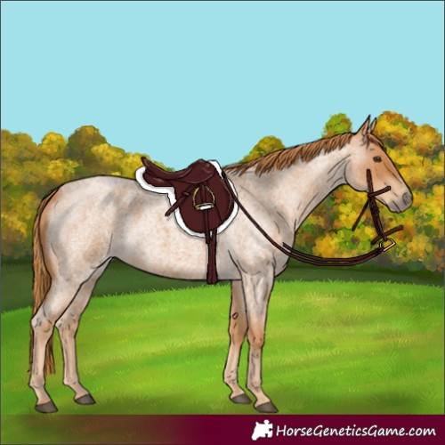 Horse Color:Red Roan 
