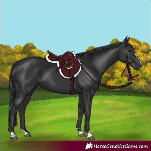 Horse Color:Black 
