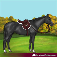 Horse Color:Black 