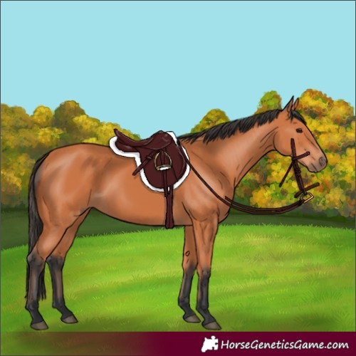 Horse Color:Bay 