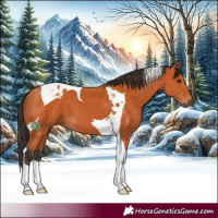 Horse Color:Bay Tobiano 