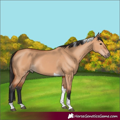 Horse Color:Bay Dun Tobiano 