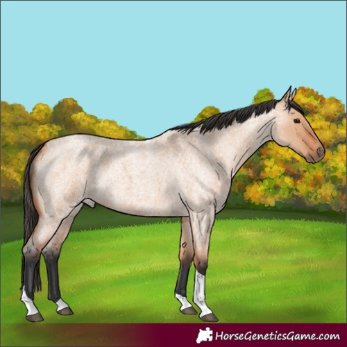 Horse Color:Bay Roan Dun Tobiano