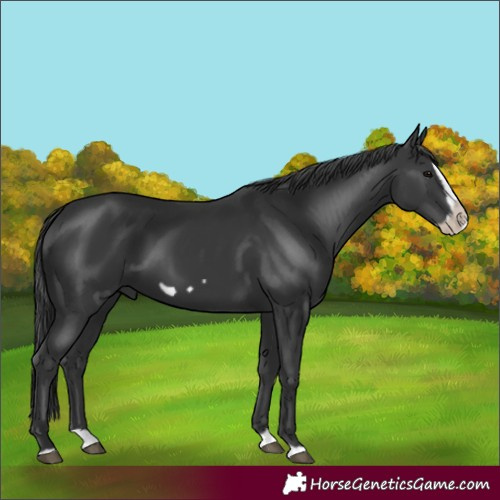 Horse Color:Black Splash Frame 