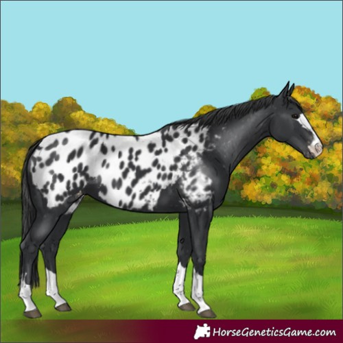 Horse Color:Black Appaloosa