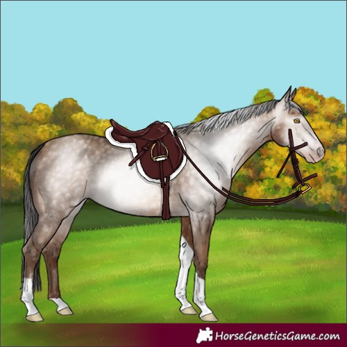 Horse Color:Gray Amber Champagne Tobiano