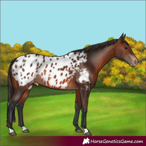 Horse Color:Brown Appaloosa 