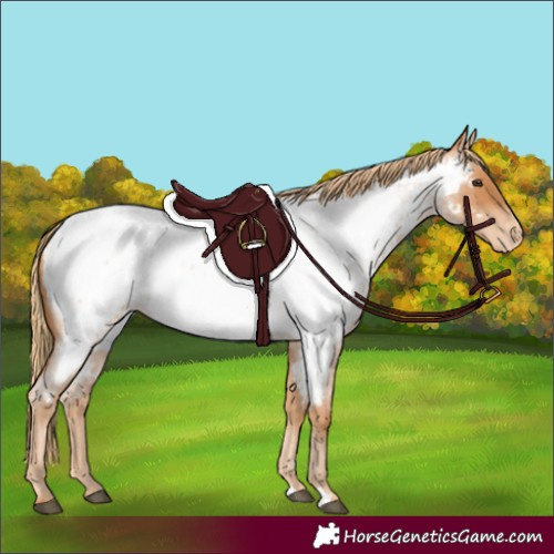 Horse Color:Red Roan Appaloosa 