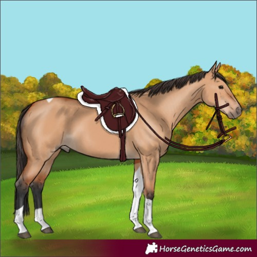 Horse Color:Bay Dun Tobiano 