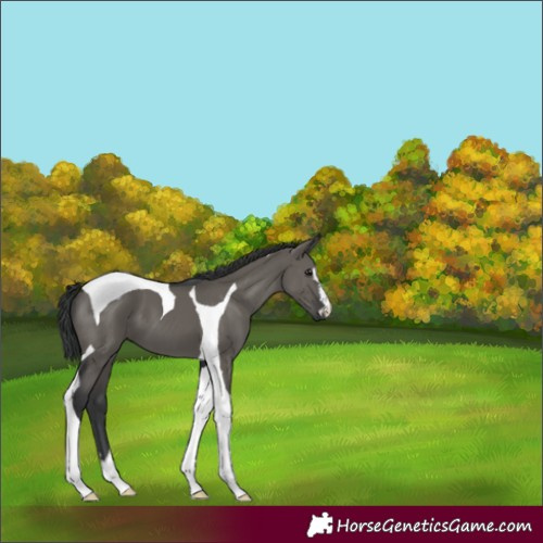 Horse Color:Grullo Tobiano