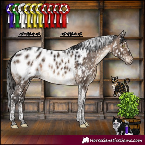 Horse Color:Brown Dun Tobiano Appaloosa Rabicano Brindle 