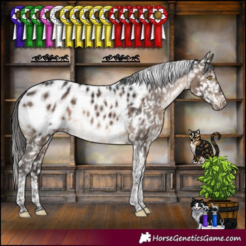 Horse Color:Brown Dun Tobiano Appaloosa Rabicano Brindle 