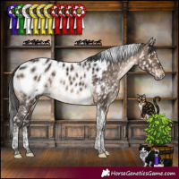 Horse Color:Brown Dun Tobiano Appaloosa Rabicano Brindle 