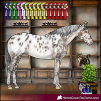 Horse Color:Brown Dun Tobiano Appaloosa Rabicano Brindle 