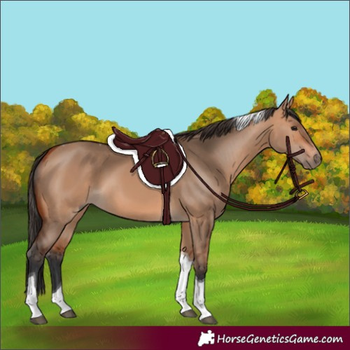Horse Color:Bay Dun Tobiano 