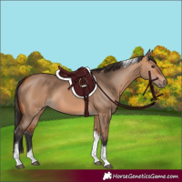 Horse Color:Bay Dun Tobiano 