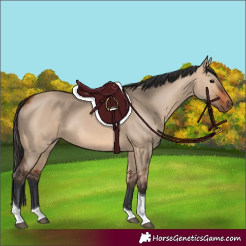 Horse Color:Bay Dun Tobiano 
