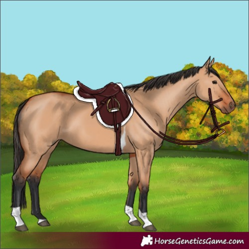 Horse Color:Bay Dun Tobiano 