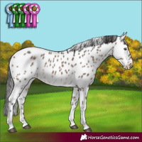 Horse Color:Brown Dun Mushroom Tobiano Appaloosa 