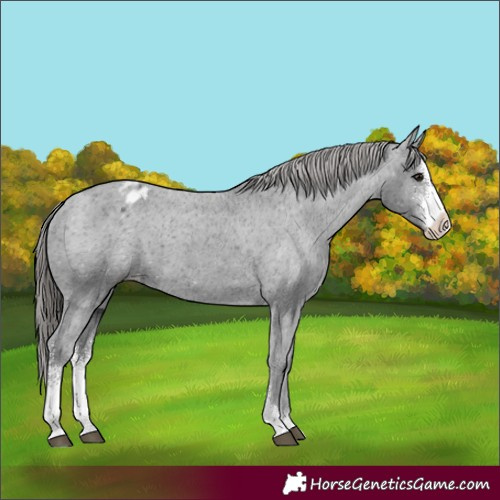 Horse Color:Black Sabino Appaloosa 