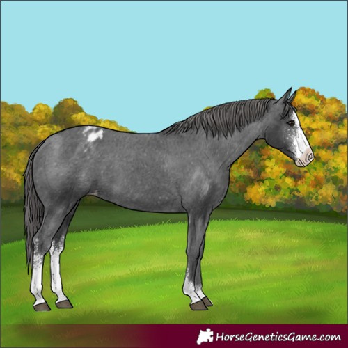 Horse Color:Black Sabino Appaloosa 