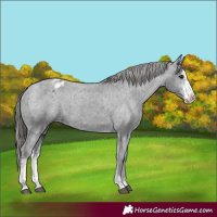 Horse Color:Black Sabino Appaloosa 