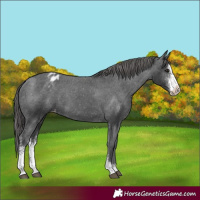 Horse Color:Black Sabino Appaloosa