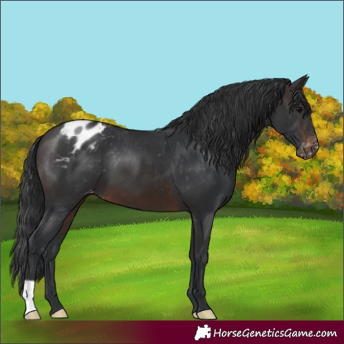 Horse Color:Brown Appaloosa 