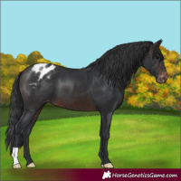 Horse Color:Brown Appaloosa