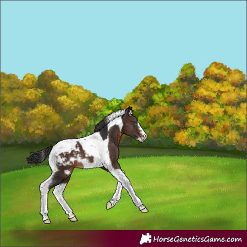 Horse Color:Brown Tobiano Frame Blanket 