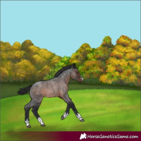 Horse Color:Brown Roan Rabicano 