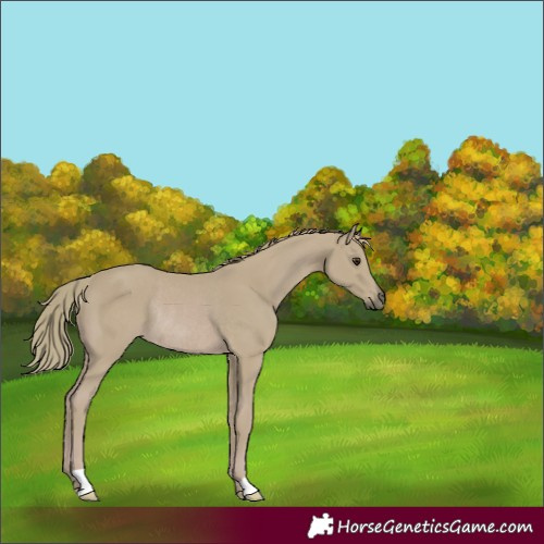 Horse Color:Watercolor Chestnut Rabicano 