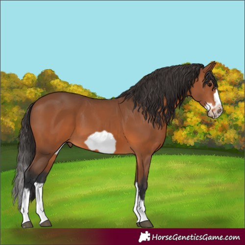 Horse Color:Bay Splash Frame