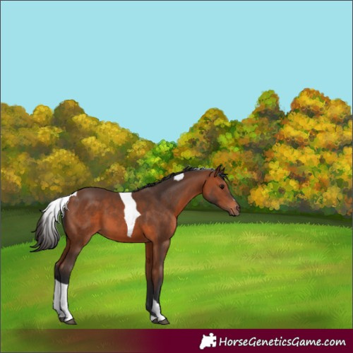 Horse Color:Bay Tobiano