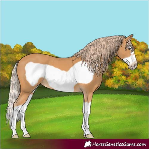 Horse Color:Chestnut Splash Frame