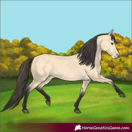 Horse Color:Unknown 