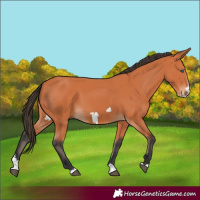 Horse Color:Bay Splash Frame