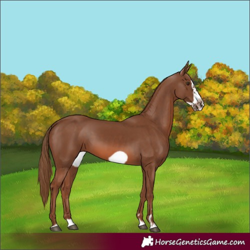 Horse Color:Chestnut Splash Frame