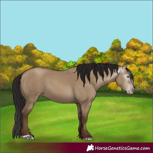 Horse Color:Gray Classic Champagne Dun 